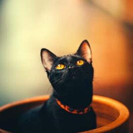 Cats in Mysteries