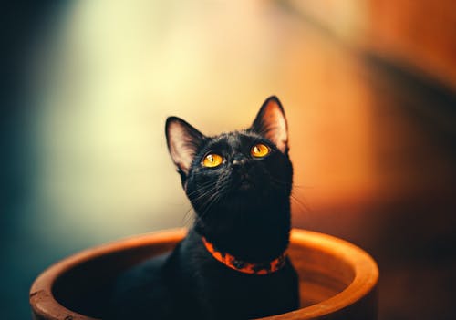 Cats in Mysteries