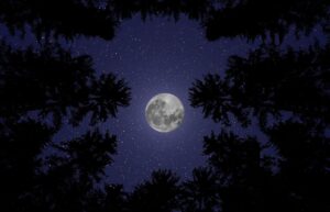 moon, night, moonlight, sky, lunar, luna, heaven, nature, space, stars, dark, forest, trees, woods, woodlands, perspective, view, scenic, calm, relaxing, wallpaper, greeting card, copy space