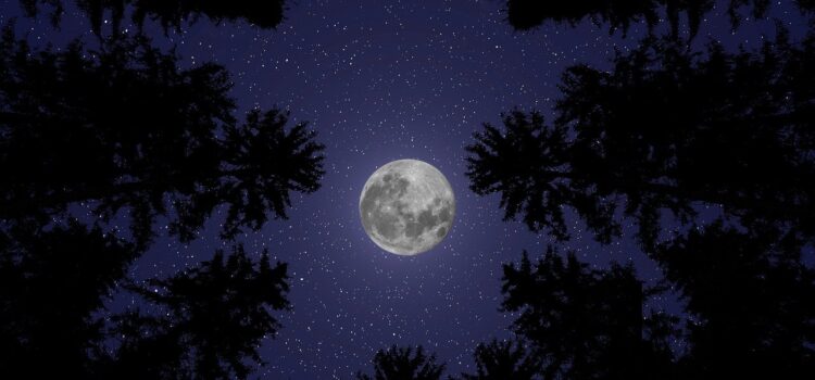 moon, night, moonlight, sky, lunar, luna, heaven, nature, space, stars, dark, forest, trees, woods, woodlands, perspective, view, scenic, calm, relaxing, wallpaper, greeting card, copy space
